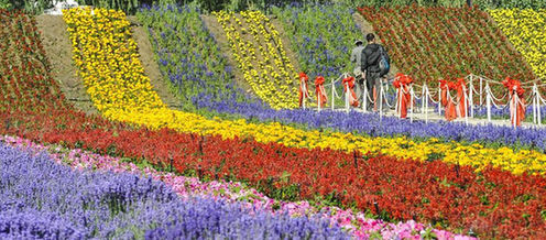 中国&ldquo;普罗旺斯&rdquo;：在新丝绸之路上散发芳香