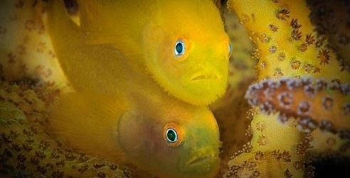 NBA球星战袍补丁照:流连辗转 皆为冠军梦