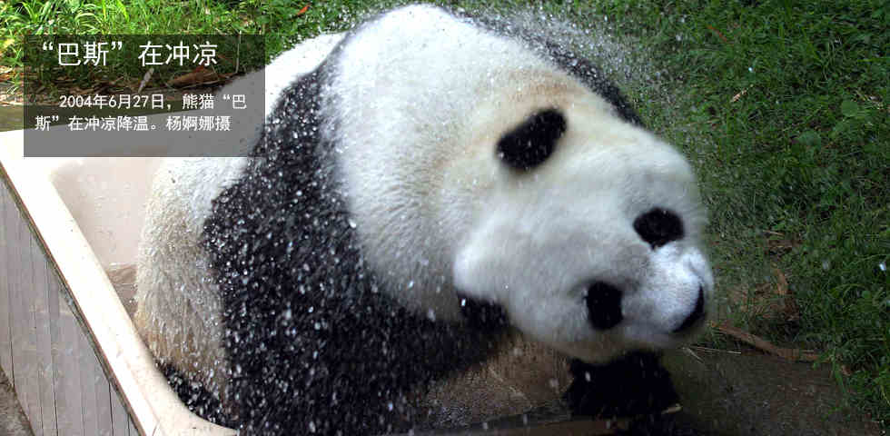 2004年6月27日，熊猫“巴斯”在冲凉降温。杨婀娜摄