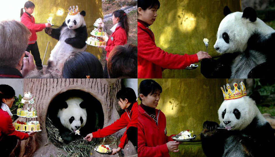回顾：2005年12月18日，生活在福州熊猫世界的大熊猫“巴斯”迎来25岁生日。