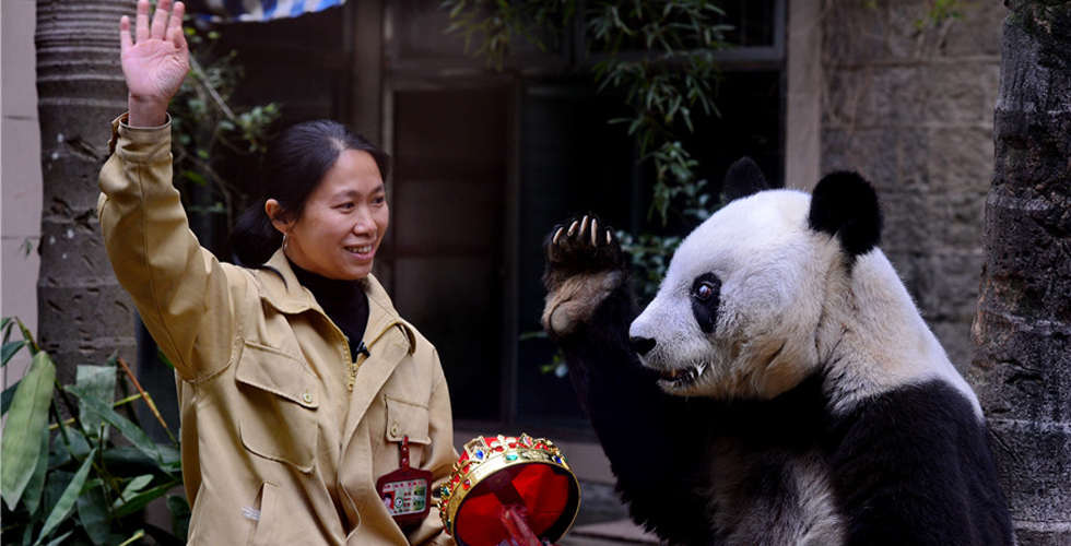 11月28日，在海峡（福州）大熊猫研究交流中心，大熊猫“巴斯”在饲养员的引导下挥手致意。新华社记者 张国俊 摄