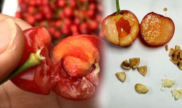 樱桃核有剧毒嚼碎会致命?专家:几无中毒可能