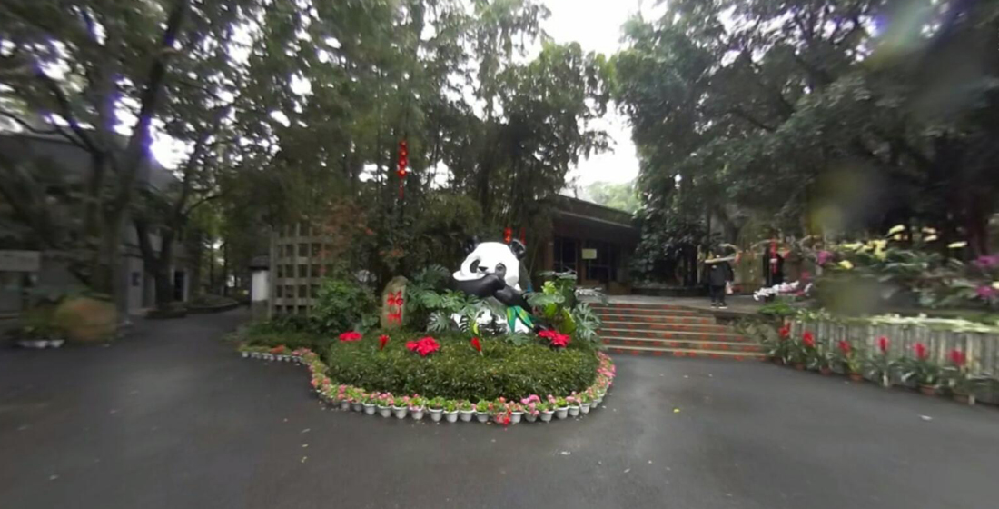 VR带你看望世界上最长寿大熊猫