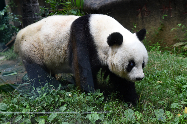 巴斯在海峡（福州）大熊猫研究交流中心