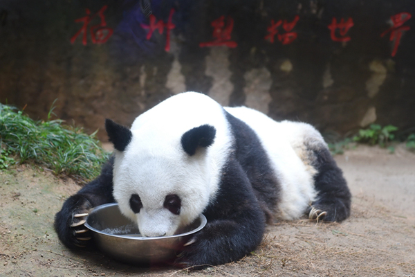 福州将举行2017熊猫“巴斯”贺岁庆典