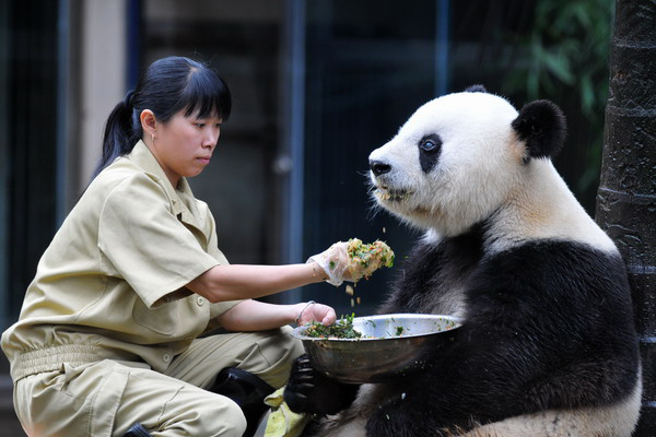 高龄大熊猫“巴斯”的第三次新生