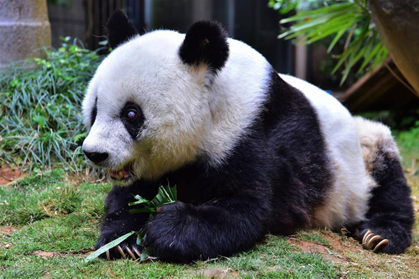 寿星大熊猫“巴斯”：我37岁啦
