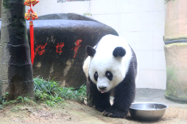 大熊猫“巴斯”37岁啦！
