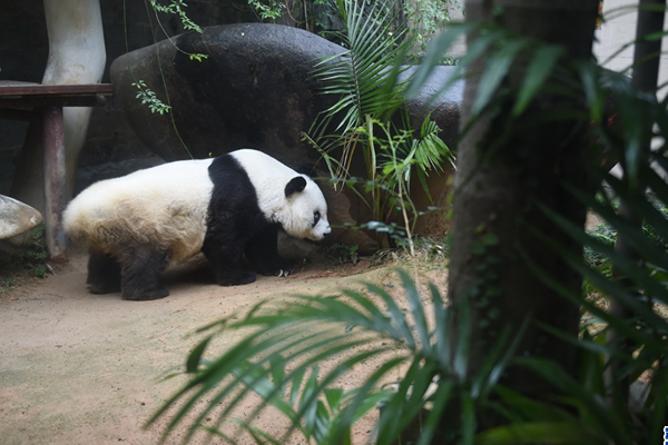 1月18日福州将举行2017熊猫“巴斯”贺岁庆典