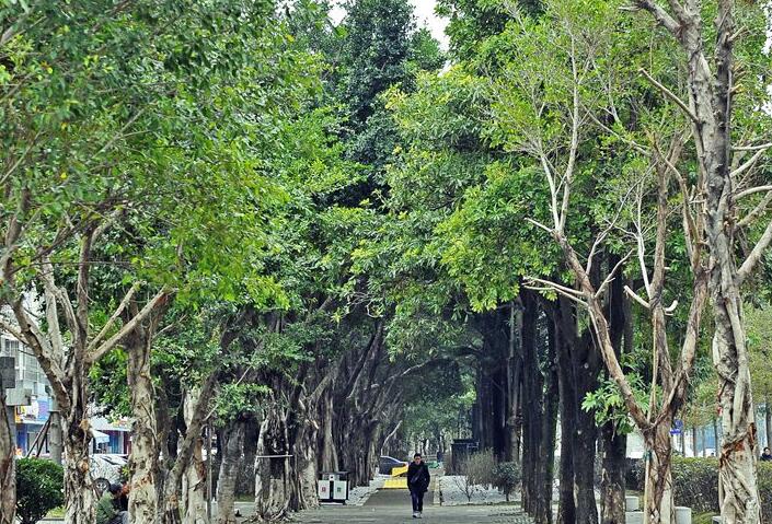 福州城區綠化項目密集上馬加速推進 種大樹造綠蔭