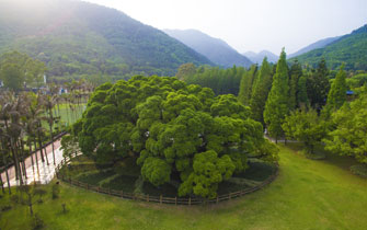 榕树：福州生态文化象征