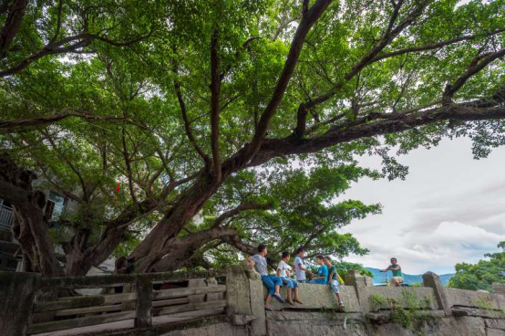 榕樹&mdash;&mdash;兒時記憶