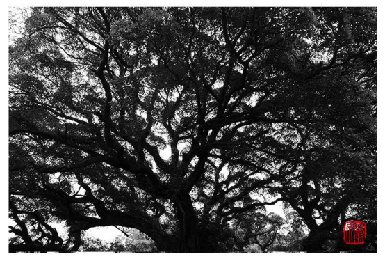 榕述&middot;鄉愁