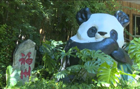 “熊猫爸爸”陈玉村讲述“巴斯”去世前症状