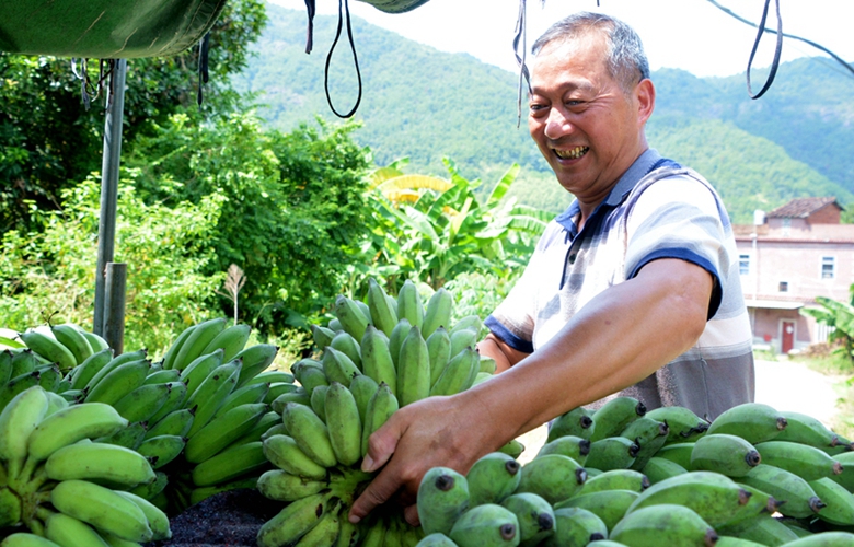 【组图】泉州罗溪：2000余亩香蕉林迎丰收