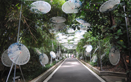 油纸伞扮靓海峡（福州）熊猫世界