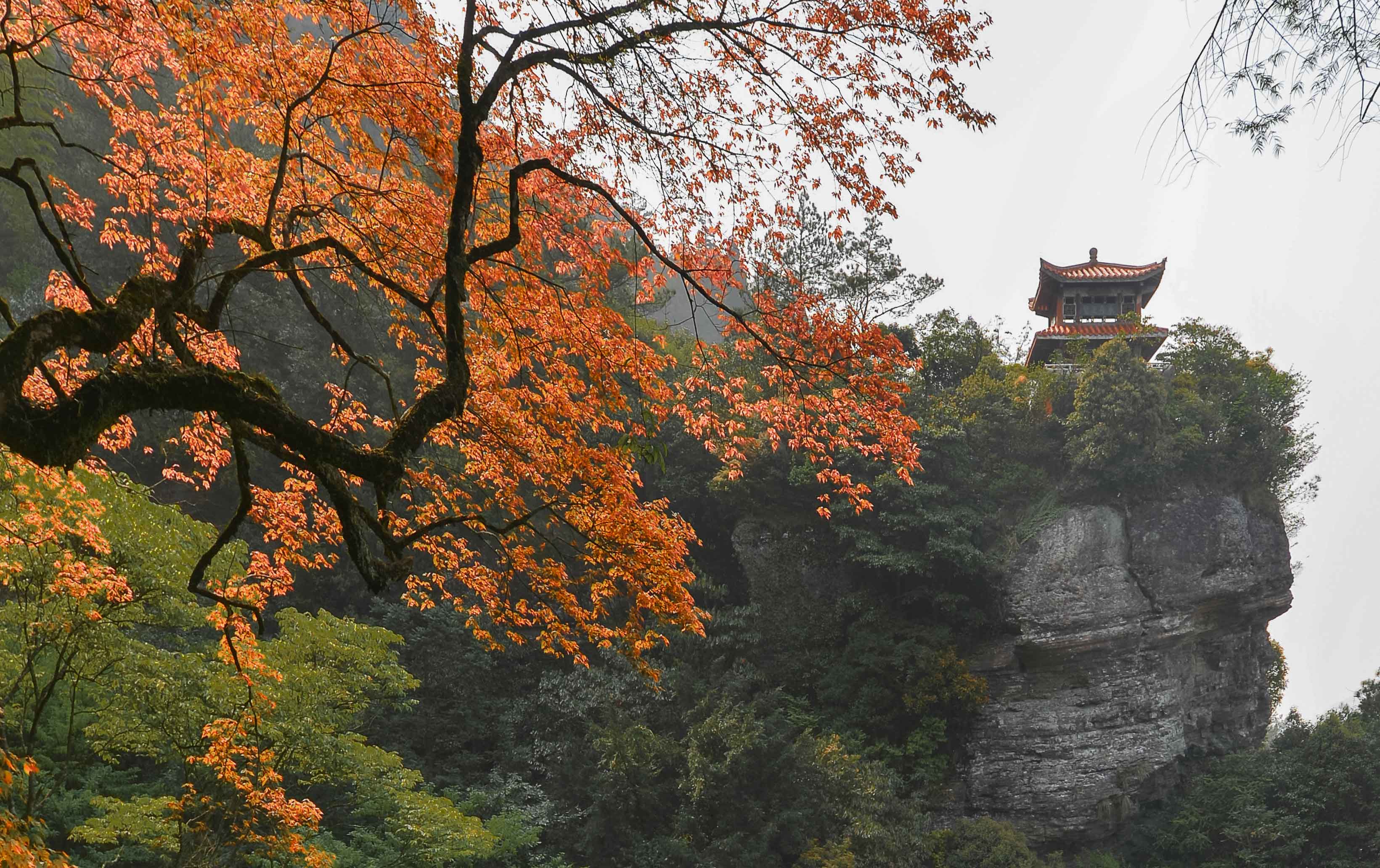 白岩红叶
