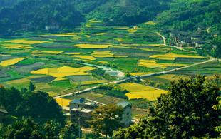 际上田园风光