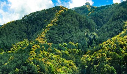 三明:赎买留青山 青山变金山