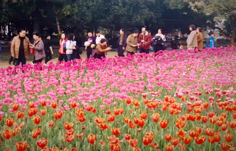 福建福州:郁金香花海庆新春