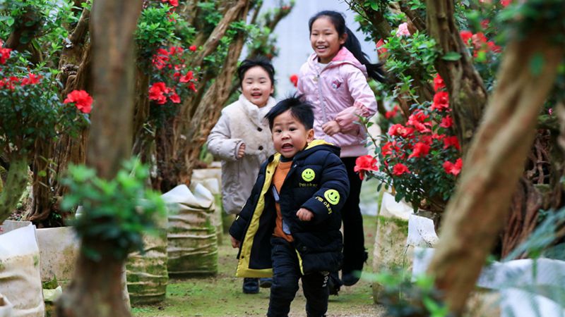 福建漳平:杜鹃花开醉游人