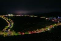 福建:台品樱花茶园夜景迷人