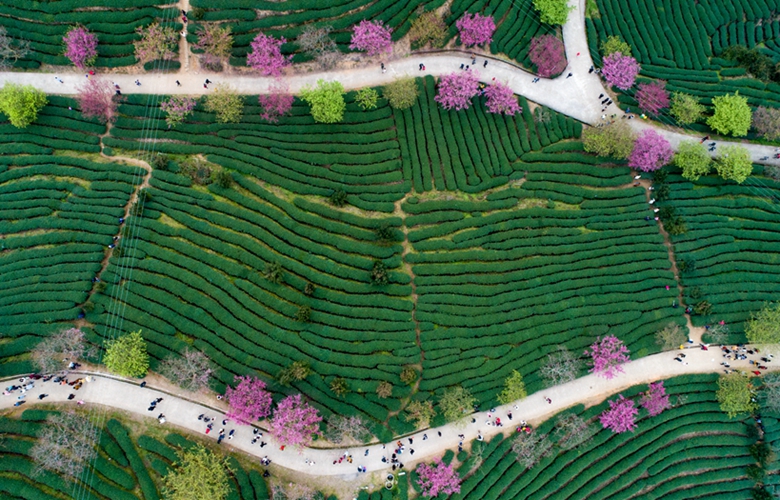 福建漳平:茶园樱花引客来