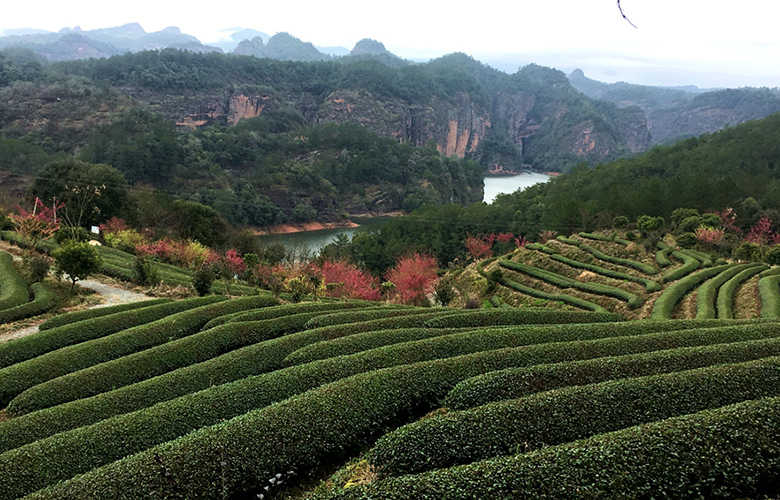 福建泰宁:打造“茶香金湖” 助力乡村振兴