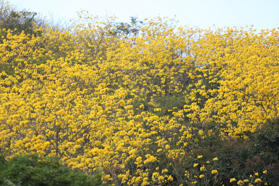 漳州開發區：黃花風鈴木驚艷滿城