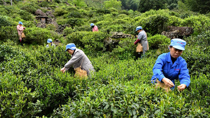 福建武夷山：红茶之乡采茶忙