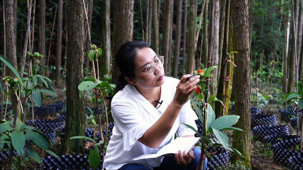 我自己也把七叶一枝花当做第三个女儿去对待