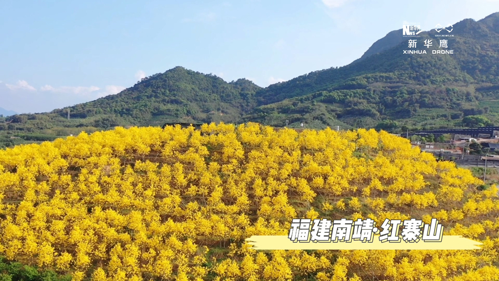 【“飞阅”中国】福建南靖：漫山“黄花”开 春光惹人醉