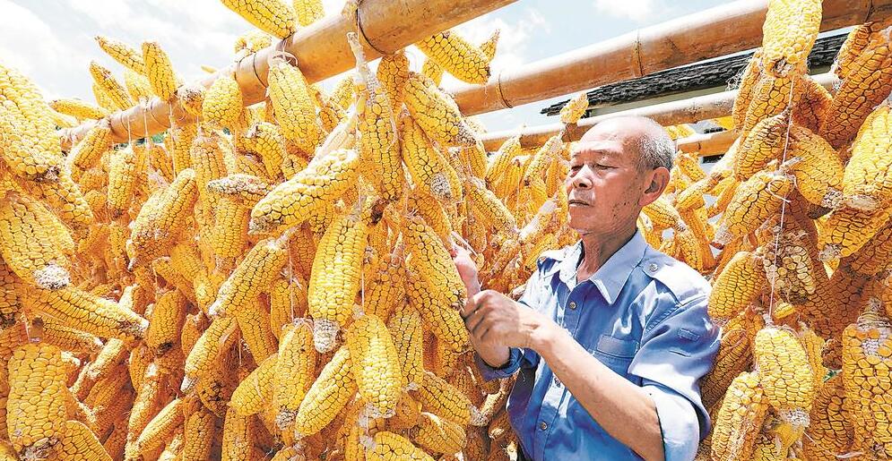 南靖縣梅林鎮3000多畝玉米迎來採收期