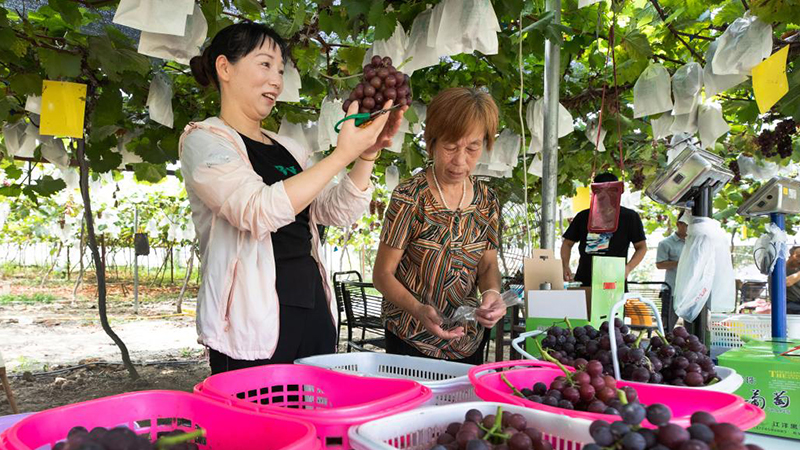 “多元種植”助推鄉村振興