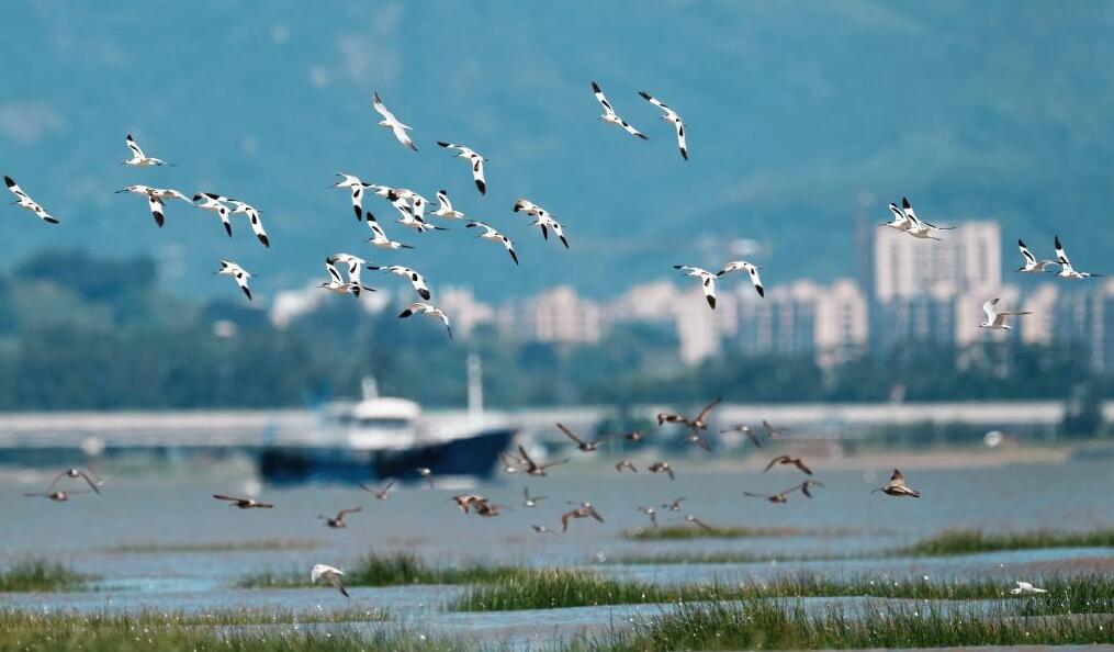 閩江河口濕地迎來候鳥“先頭部隊”