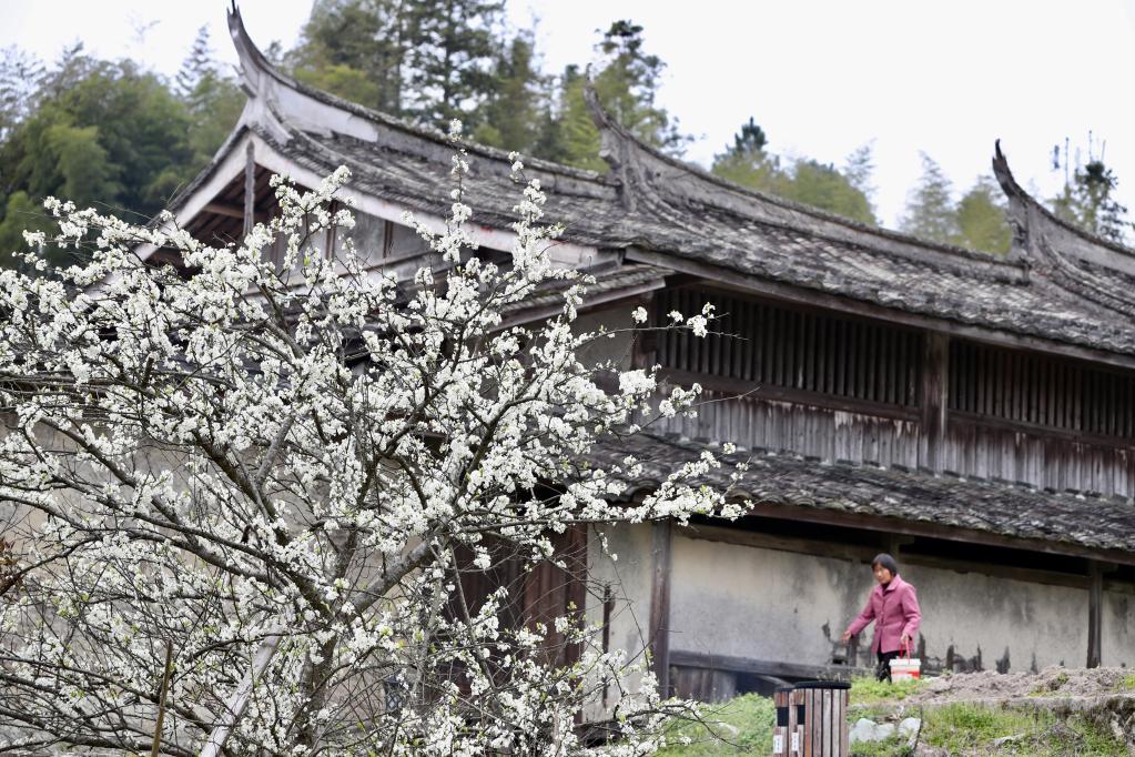 福建永泰：花开古村
