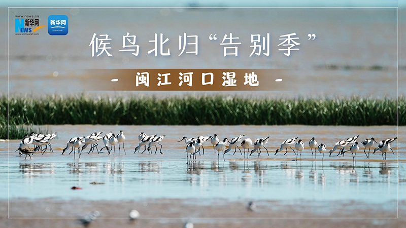 大美中国｜闽江河口湿地：候鸟北归“告别季”