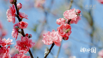 瞰中国｜福建：繁花似锦满园春色