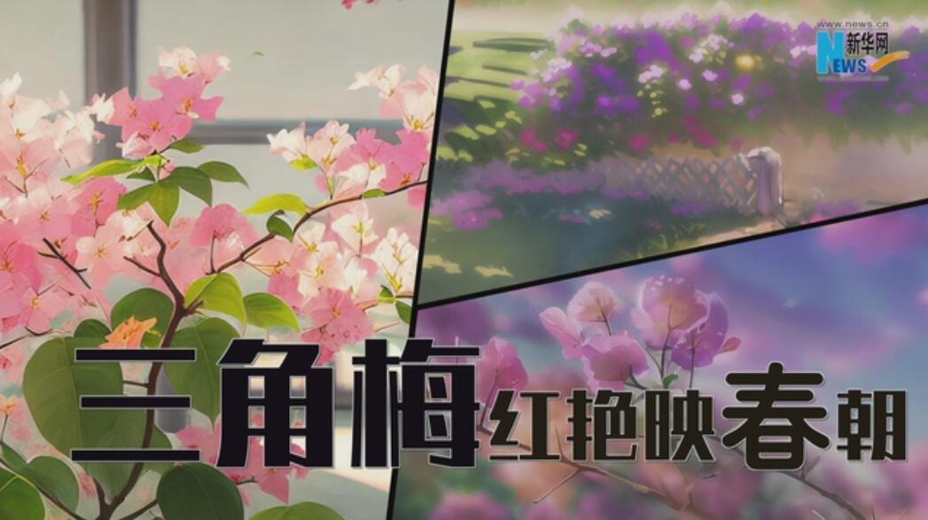 【四季的味道】三角梅红艳映春朝