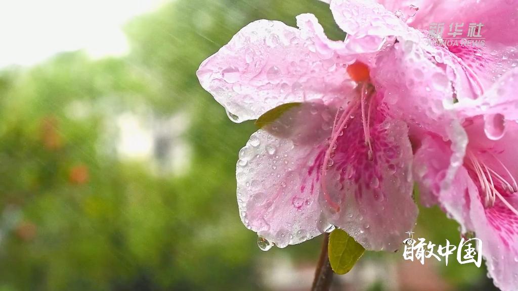 瞰中国｜福建德化：春来唐寨 雨赏杜鹃