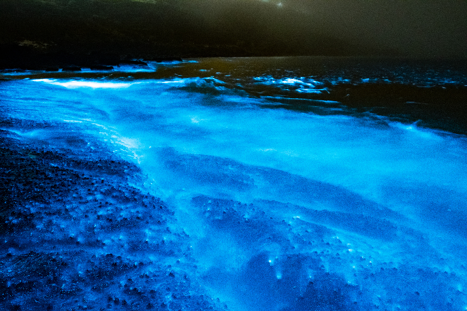 大海里的“浩瀚星辰” 福建平潭再现蓝眼泪