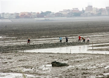 滩涂重见天日农民养殖红虫